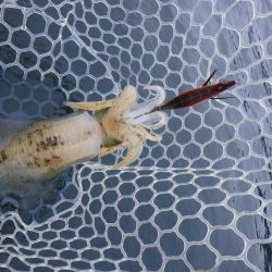 今日もティップラン